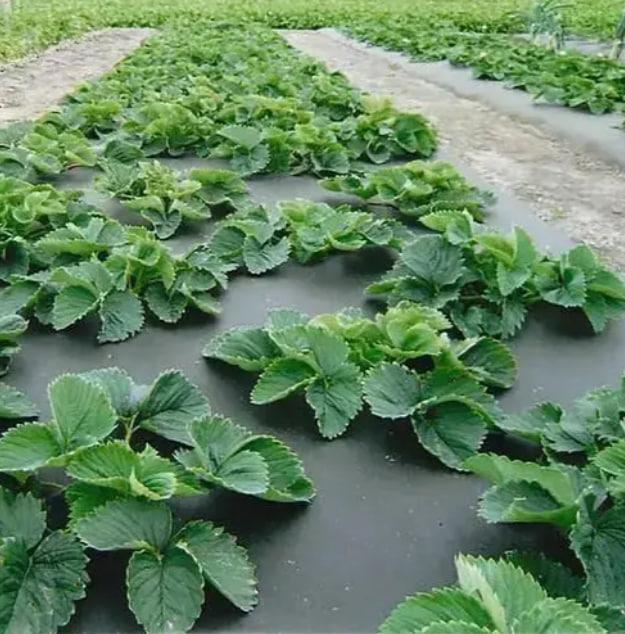 agrovolokno-s-perforatsiei-shadow-50-g-m2-1-6x100-m-cherno-belyi-2643742861