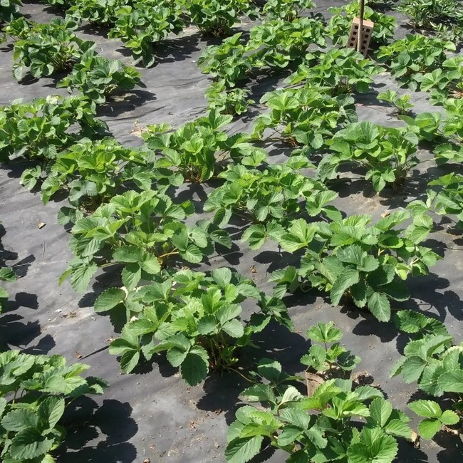 chorne-agrovolokno-paketovane-shadow-60-g-m-1-6kx5-m